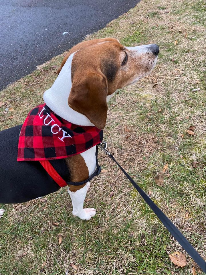 Yankees Custom Sewn Name Large Dog Bandana