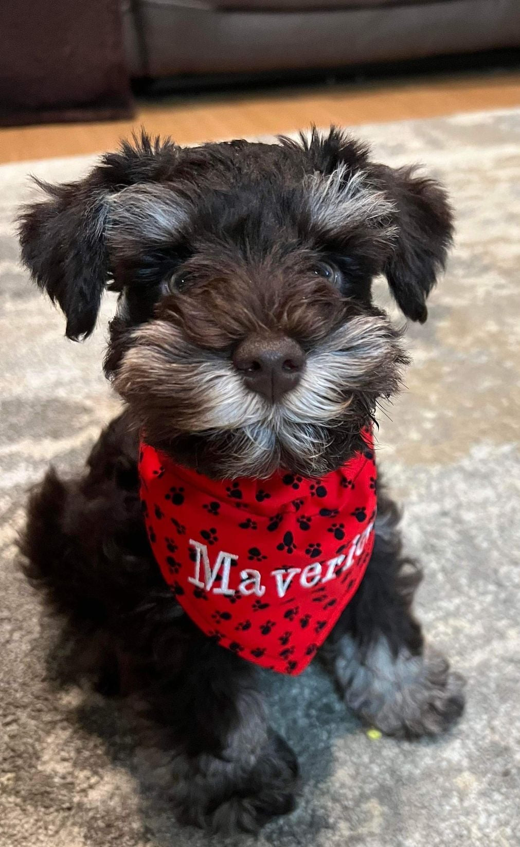 Yankees Custom Sewn Name Large Dog Bandana